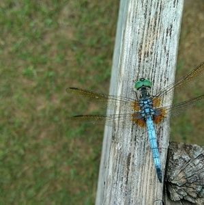 Meet your Posher, Tera